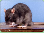 rat control Cradley Heath